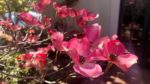 Notice & Soak Up the Good In Your Garden