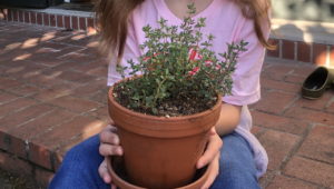 mindfullittles.seeds.compassion